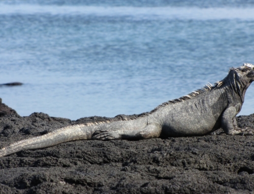 Ekvádor a Galapágy – fotoexpedice